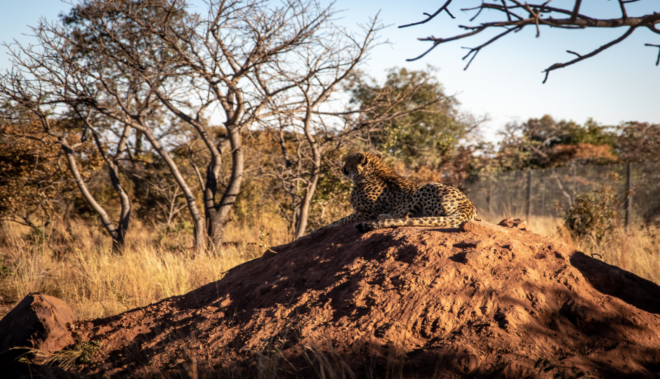 Slides Images for Tanzania 6 Days Safari