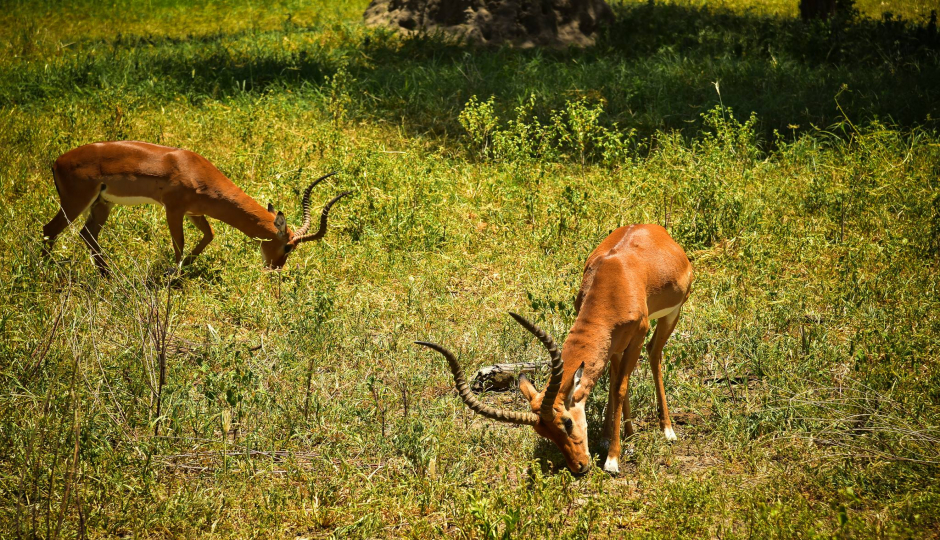    3 Days Masai Safari