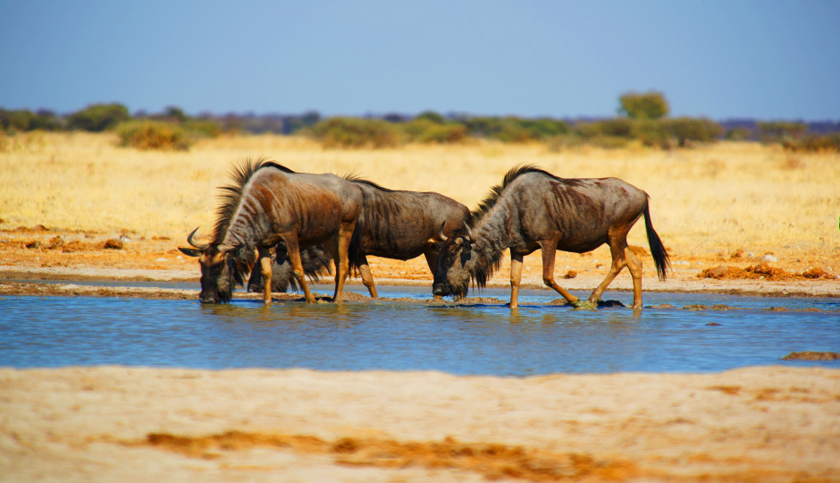 Slides Images for  7 Days Tanzania Great Migration 