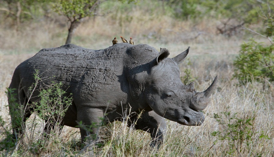 Slides Images for 7 Days Tanzania Lodge Safari Tour Package 