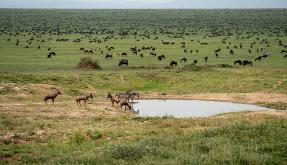 Best 1 Day Serengeti Safari from Mwanza