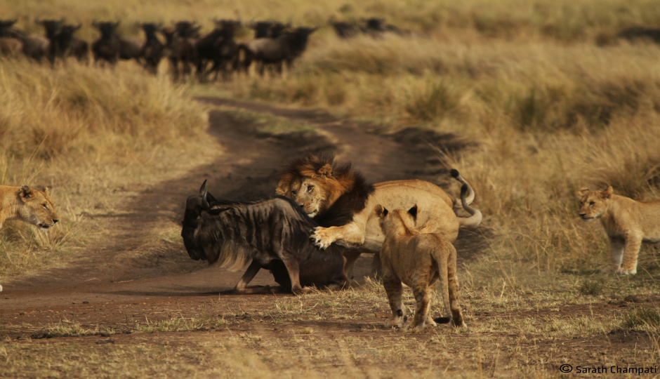 4-days Wildlife Wonders Adventure Through Tanzania