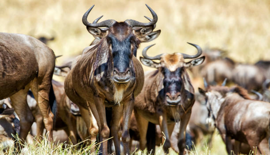 Best 9 Days Serengeti Safari