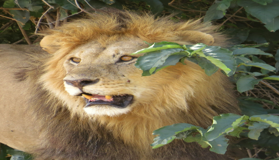 DAY TRIP TO NGORONGORO CRATER FROM ARUSHA