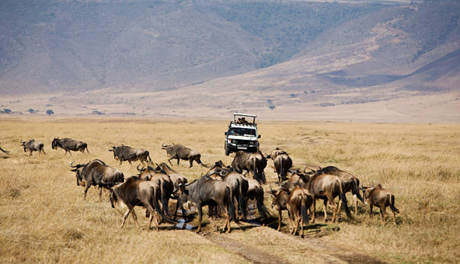 Best 7 Days Safari In Tanzania