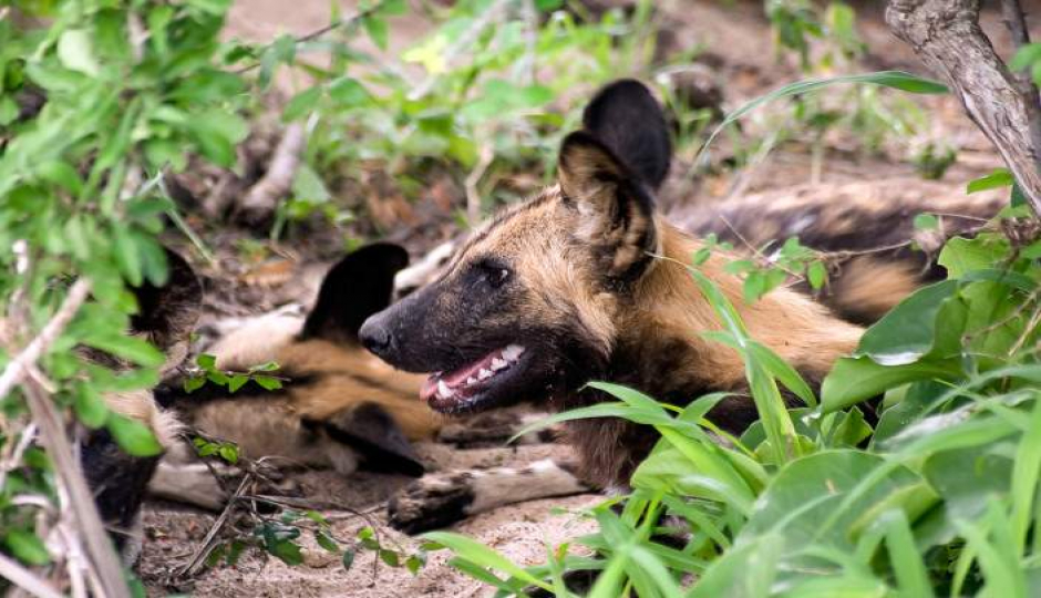 Slides Images for 4days 3night Selous Game Reserve