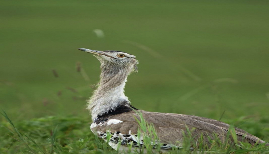 Slides Images for 4-day Serengeti & Ngorongoro Crater Safari