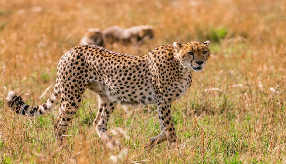 4 Days Tanzania Migration Safari