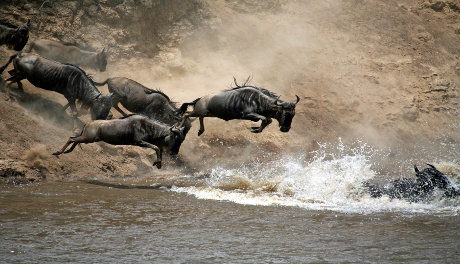 Slides Images for 5- Days Serengeti Migration Safari