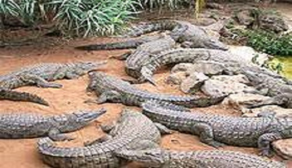 Best 1-day Mamba Village Crocodile Farm