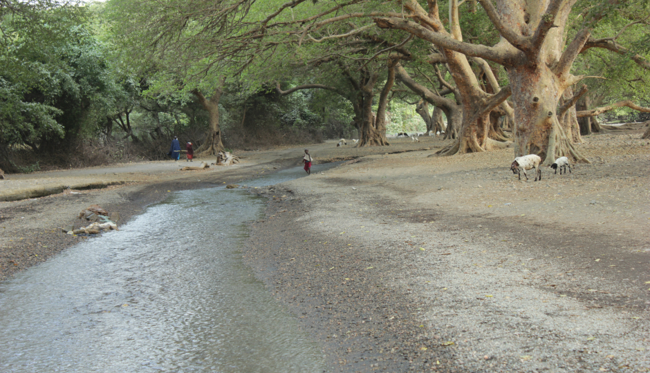  Authentic Nyerere National Park