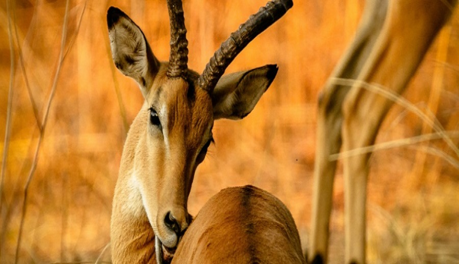 Slides Images for 5 Days Serengeti Migration Tour