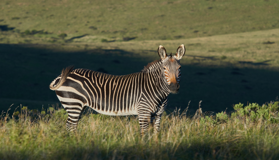 5 Days  Season Serengeti Migration