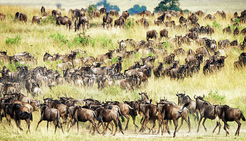 7 days Tanzania Serengeti migration.