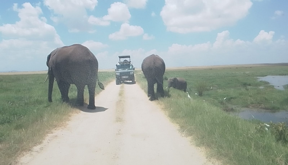 Slides Images for 14 Days Kenya Tanzania Safari