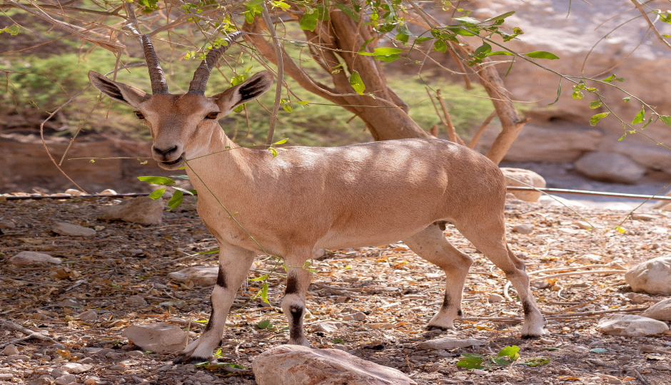 3 Days Tanzania Private Safari Tarangire