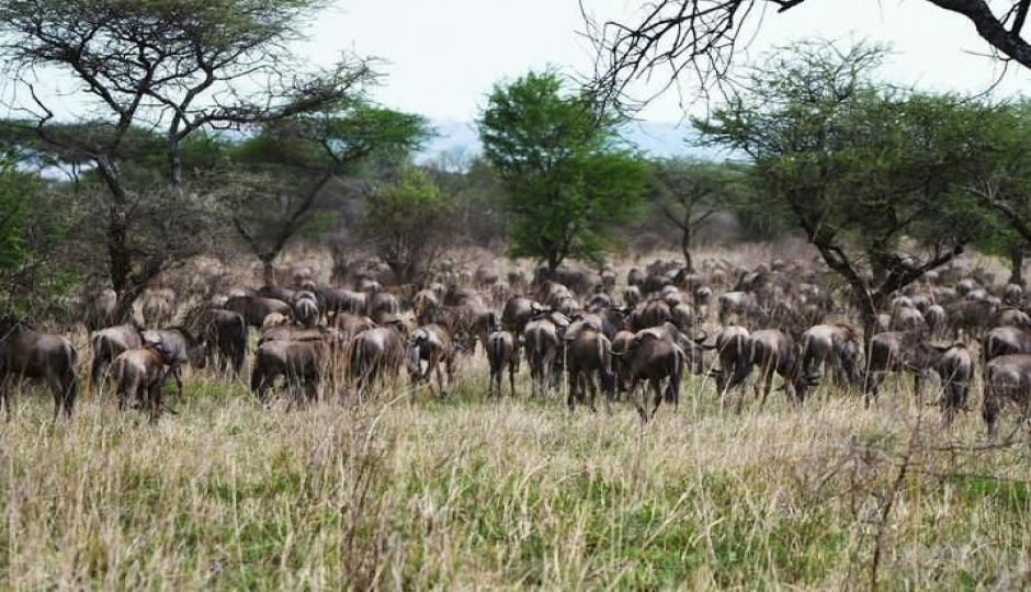 9-days Serengeti Migration Safari 