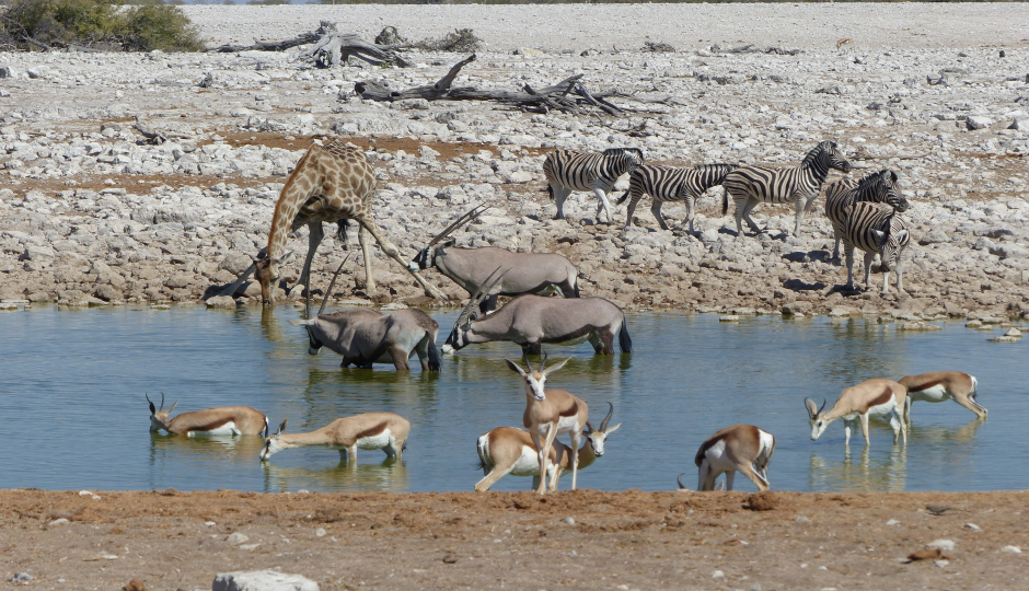 Slides Images for Namibia Mammal Safari