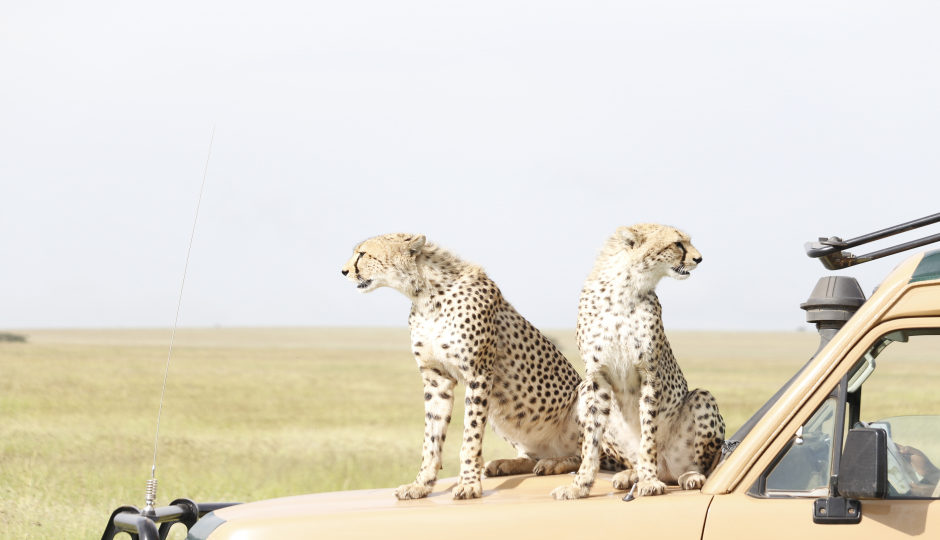 Tanzania Safari Deluxe Tours