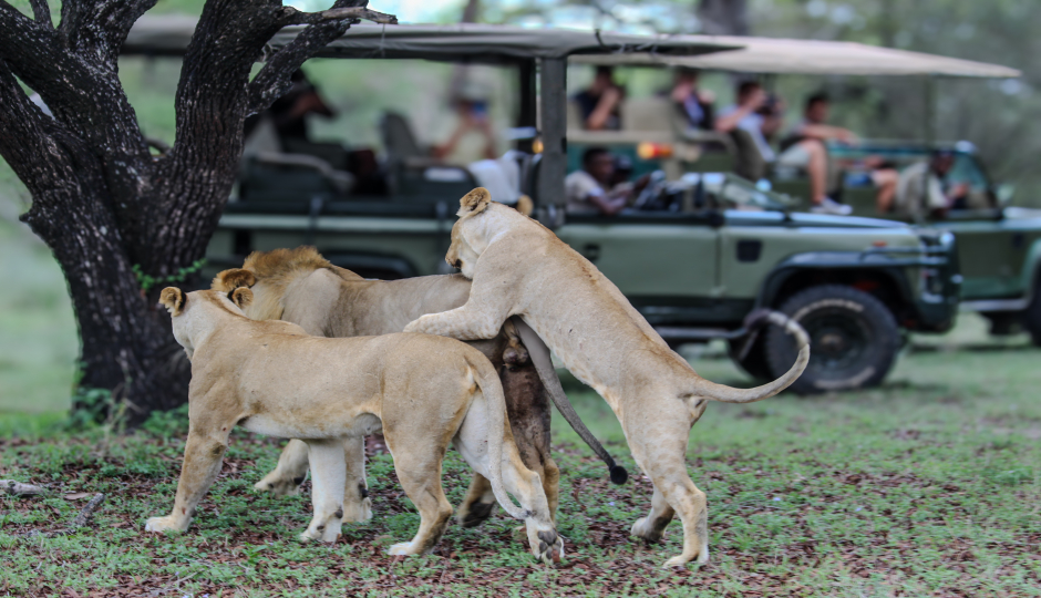 3-day Fly In Safari Zanzibar To Selous, Nyerere Np