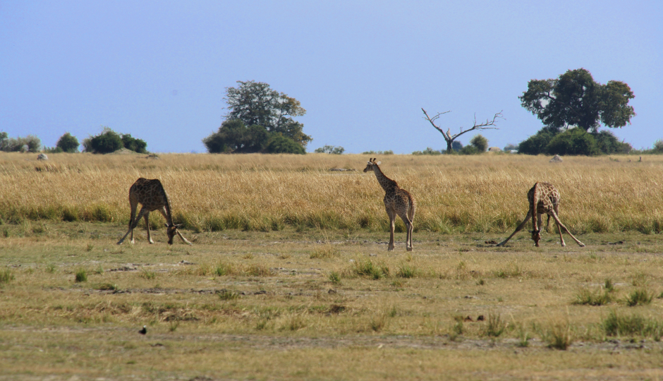 5 Days Great  Serengeti Migration  July