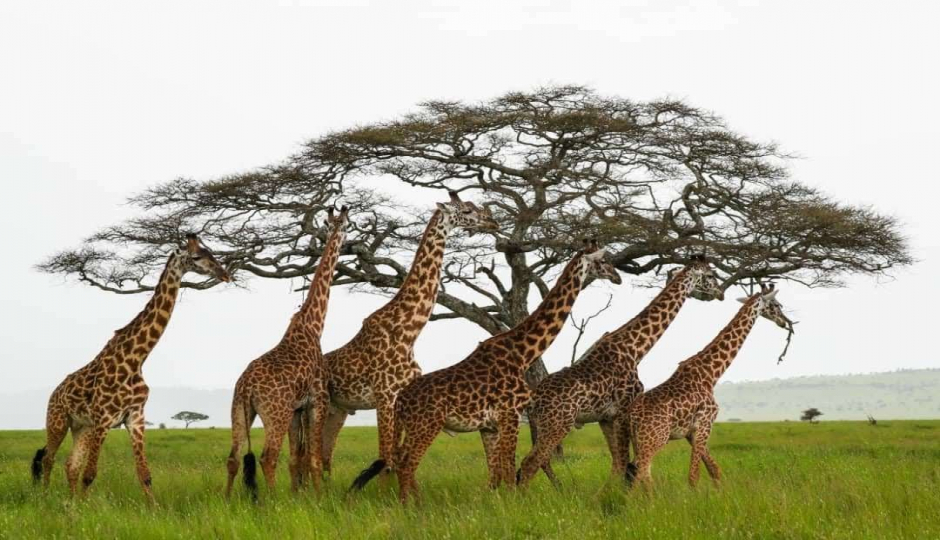 Slides Images for Tanzania Private Safari