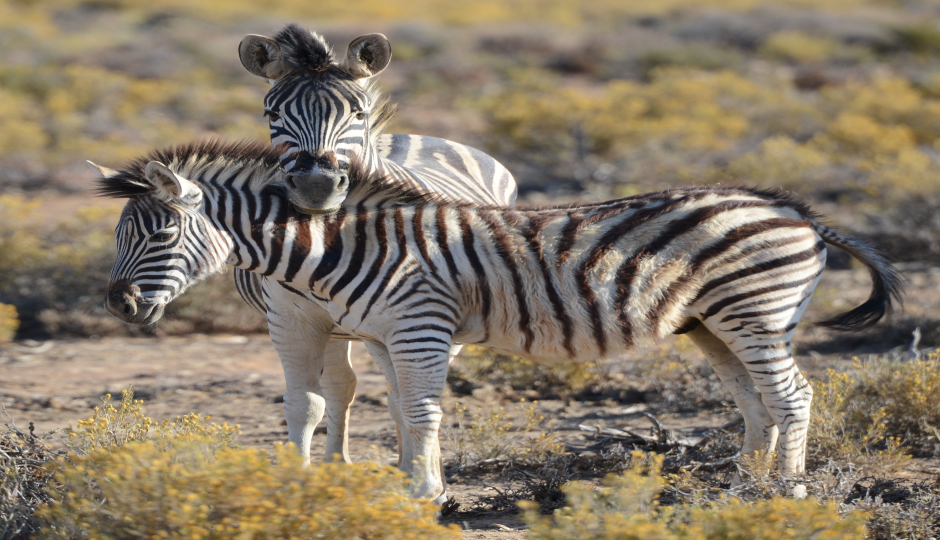 6 Days Serengeti And Ngorongoro 