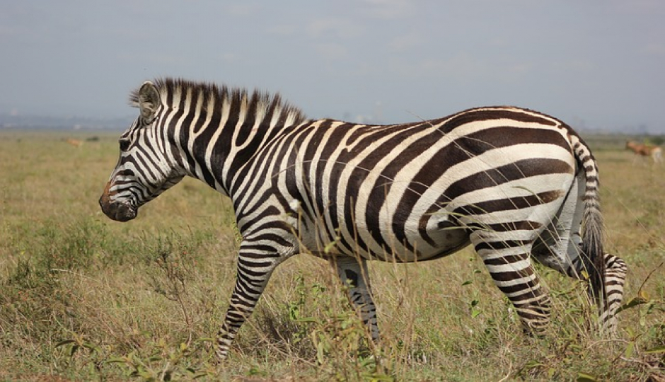 Slides Images for 1-day Trip To Arusha National Park