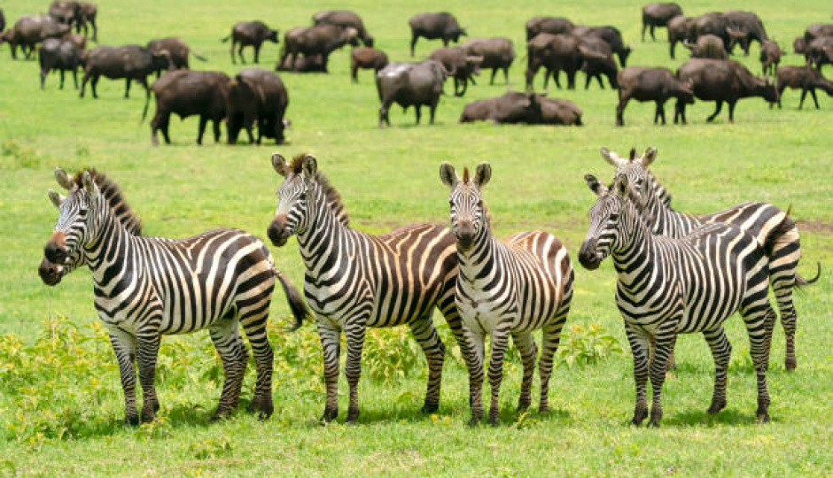 Best 7 Days Serengeti Safari Holiday