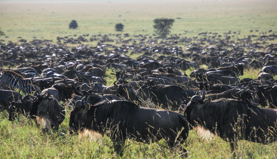 Slides Images for The Best 7 Days Serengeti Tour 