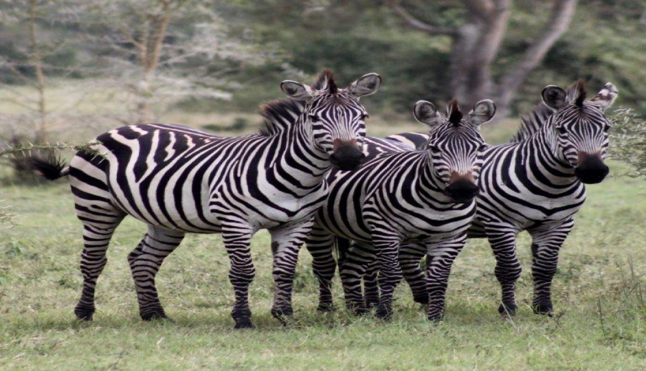 Slides Images for 2 Days Tanzania Luxury Safari