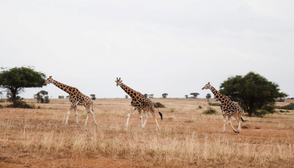 Slides Images for 4 Days Tanzania Private Safari