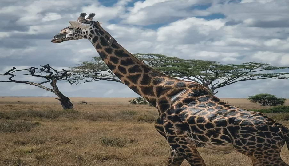 Slides Images for  8 Days Tanzania’s Serengeti And Katavi