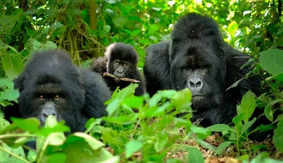Cover Image - Bushtrekkers Safaris Uganda