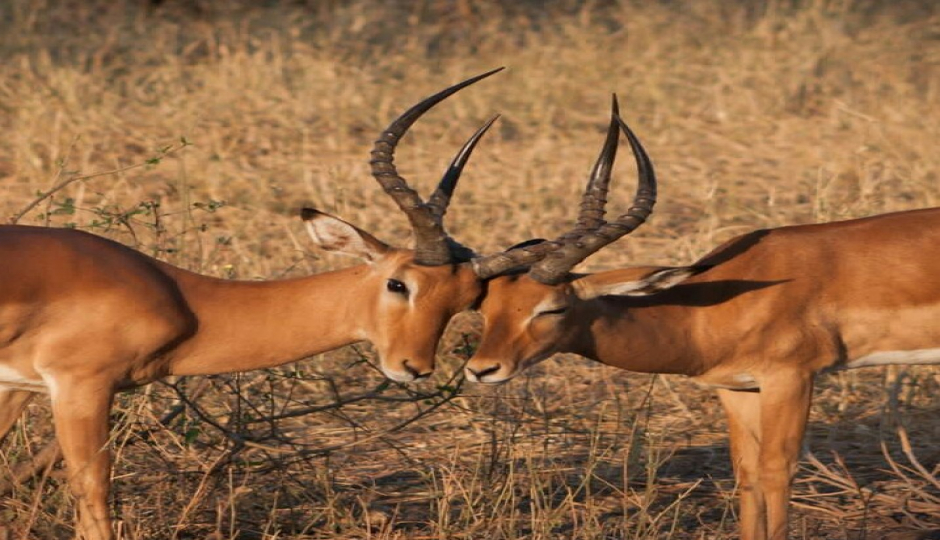 Tarangire National Park Day Trip