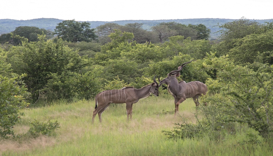 5 Days Ruaha National Park