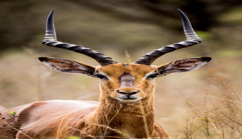  7 Days Tanzania Serengeti Migration 