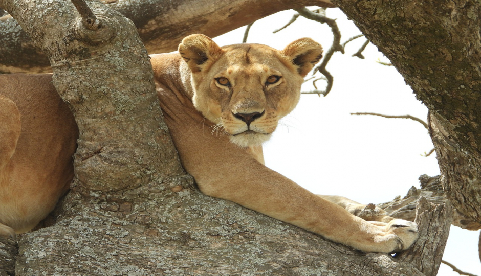 6-day Tanzania Sharing Safari Tour