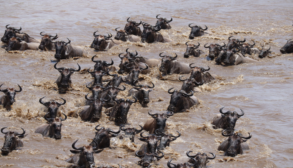 Mara River Crossing 