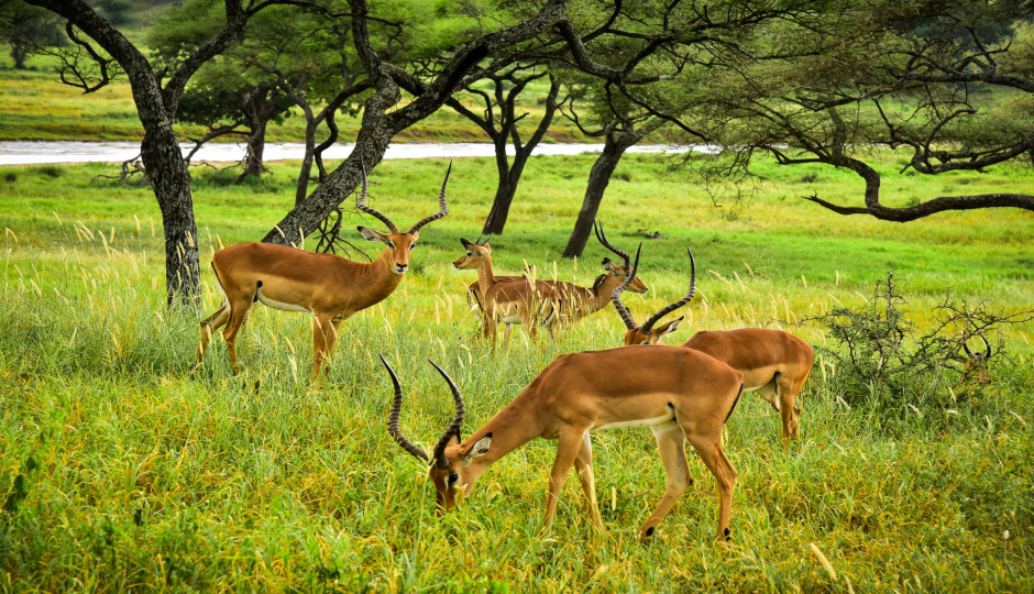 4 Days Amazing Tanzania Safari