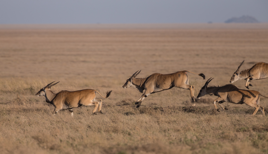 Slides Images for 6 Days Tanzania Luxury Lodge Safari 