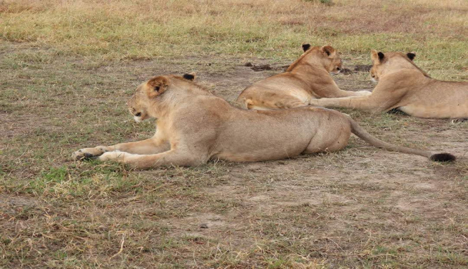 Slides Images for  Kenya Safari Adventure