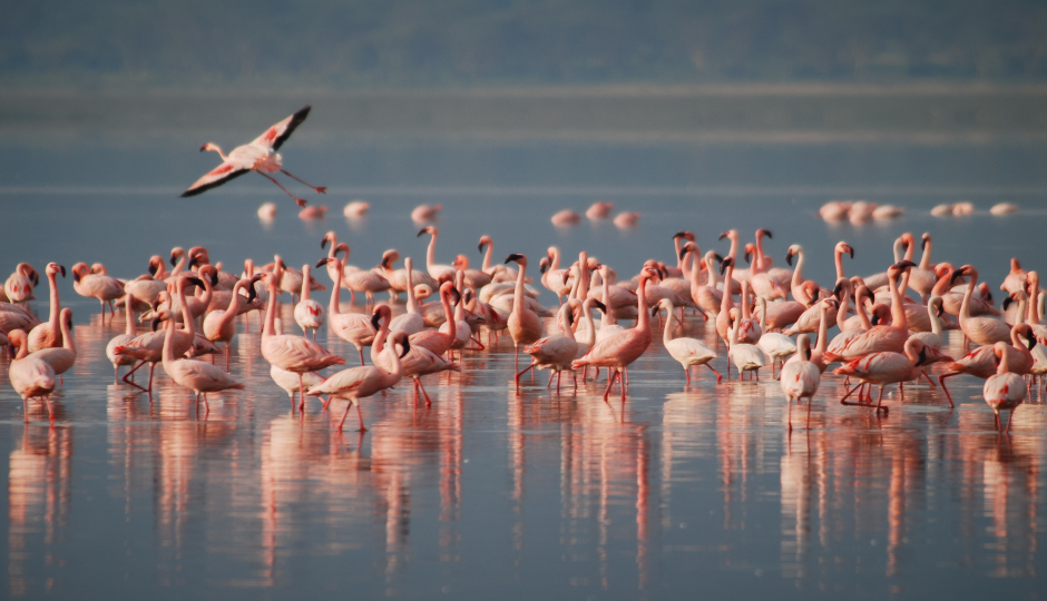 Slides Images for 2 Days Tanzania Luxury Safari Manyara 