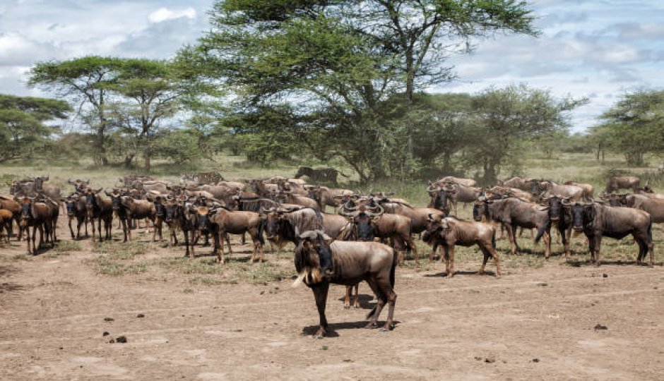 Best 8 Days Serengeti Migration Safari