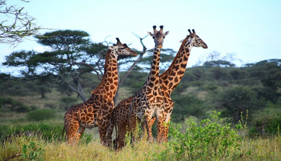 5 Days Tanzania Lodge Safari Tour Package 