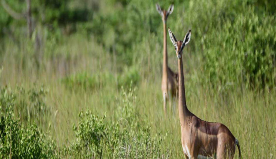 Slides Images for 3 Days Mkomazi National Park