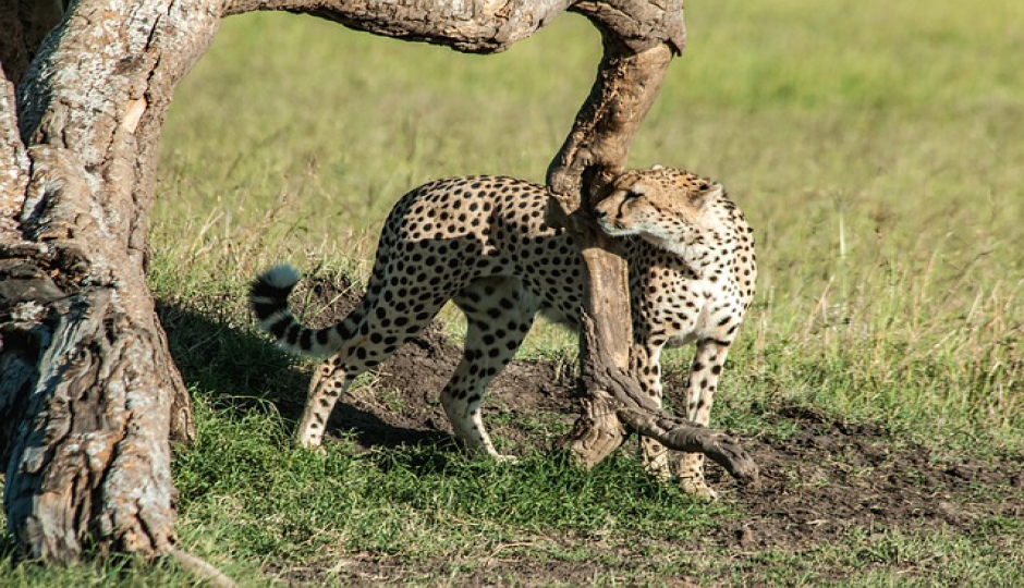 Slides Images for 4 Days Serengeti And Ngorongoro Crater