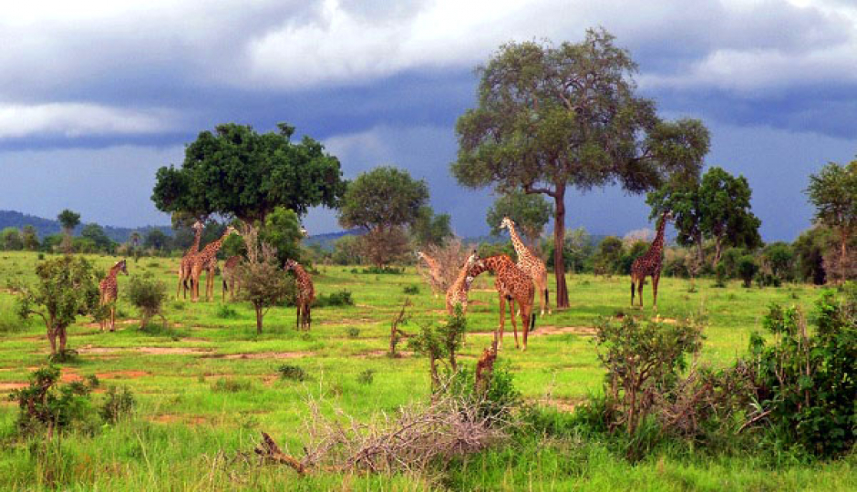 Slides Images for Best Dayrtip To Mikumi National Park