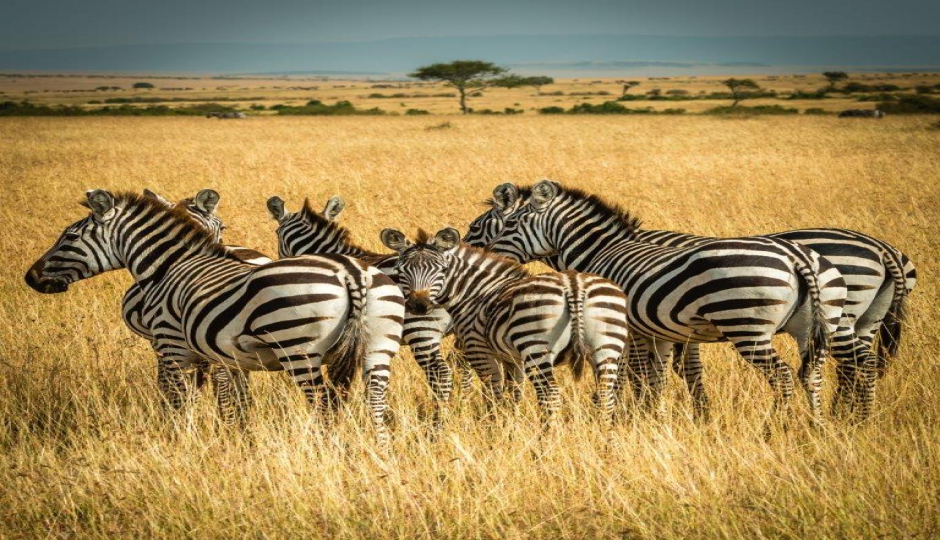 3 Days Tanzania Sharing Safari