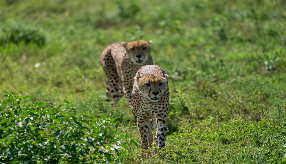  10-day Serengeti Migration Safari